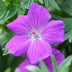 48x Geranium 'Tiny Monster' | 10-25cm hoch | Ø9cm Topf Bild 6