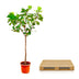 Ficus Lyrata Baum XXXL - Geigenfeige, 270cm, Ø45 Bild 4