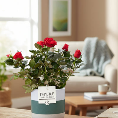 Rote Rose im P&PURE Lauren Keramiktopf Ø12cm - ↕30cm