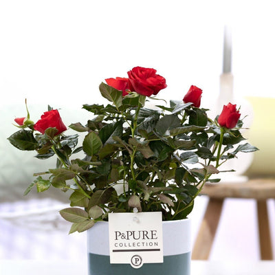Rote Rose im P&PURE Lauren Keramiktopf Ø12cm - ↕30cm
