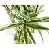 Dracaena Deremensis White Stripe, Große Zimmerpflanze, 170-190cm Bild 4