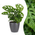 Green boutiQ - Monstera Adansonii - Monstera Adansonii - 1 Pflanze - mit Grau Topf - Topf 12cm - Höhe - 25cm Bild 1