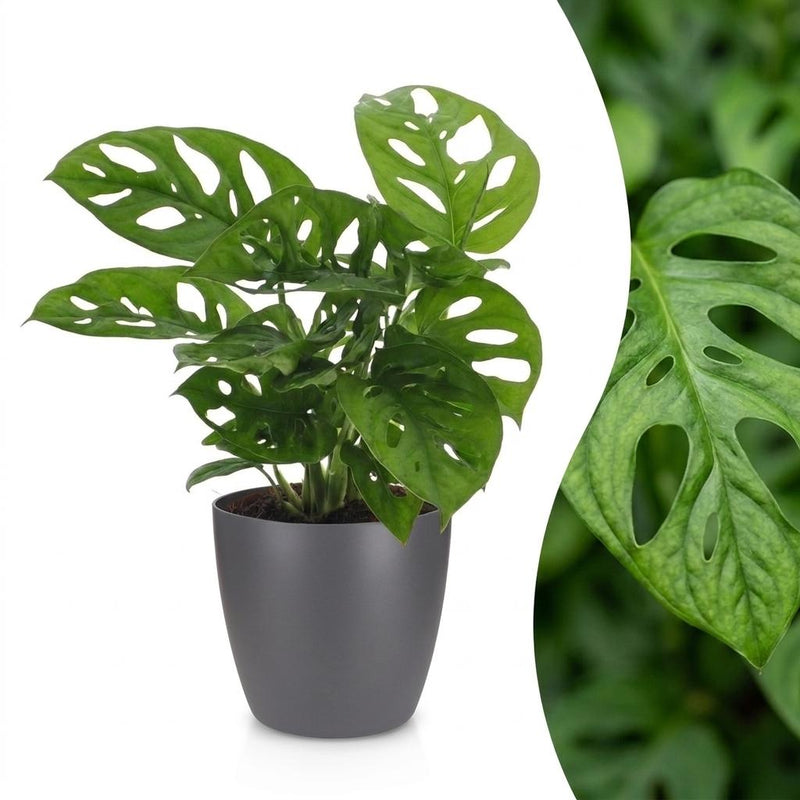 Green boutiQ - Monstera Adansonii - Monstera Adansonii - 1 Pflanze - mit Grau Topf - Topf 12cm - Höhe - 25cm