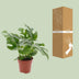 Monstera Minima Zimmerpflanze, Ø12cm, ca. 25cm hoch, pflegeleicht Bild 4