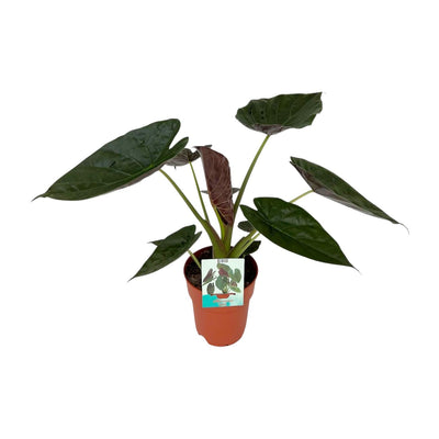 Alocasia Wentii – Große Zimmerpflanze im 19cm Topf, 85cm hoch