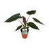 Alocasia Wentii - Large Houseplant in a 19cm Pot, 85cm Tall Bild 1
