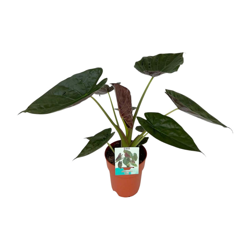 Alocasia Wentii - Large Houseplant in a 19cm Pot, 85cm Tall