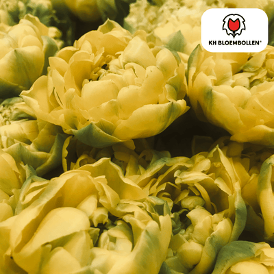 Tulpenzwiebeln Avant Garde – 20 Stuks | KH Bloembollen® | Gele Dubbelbloemige Tulp – Uniek, Vol & Elegant – Voor Tuin of Pot – Maat 11/12 – Vers van de Teler
