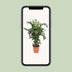Caryota Mitis - Fischschwanzpalme, Ø24cm, H110cm Bild 5