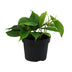 Philodendron Scandens (Heartleaf) in a Ø12cm pot, approx. 20cm high Bild 1