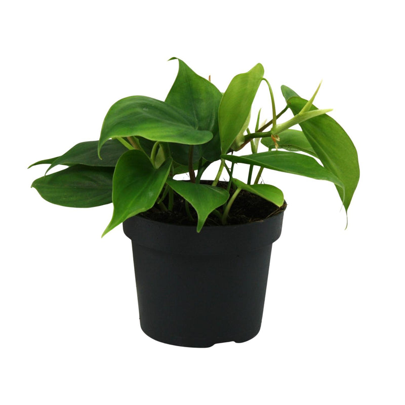 Philodendron Scandens (Heartleaf) in a Ø12cm pot, approx. 20cm high