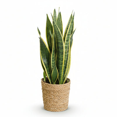 Sansevieria Laurentii Zimmerpflanze mit Korb, pflegeleicht, 60-70cm