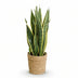 Sansevieria Laurentii Zimmerpflanze mit Korb, pflegeleicht, 60-70cm Bild 2