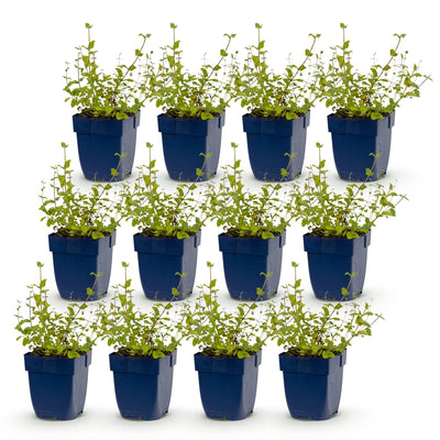 Green boutiQ - Stauden - Nepeta rac. Grog - Katzenminze - Bienchen- und Schmetterlingsanzieher - Blau - 12 Pflanzen - Topf 11cm - Höhe 15-25cm