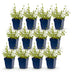 Green boutiQ - Stauden - Nepeta rac. Grog - Katzenminze - Bienchen- und Schmetterlingsanzieher - Blau - 12 Pflanzen - Topf 11cm - Höhe 15-25cm Bild 2