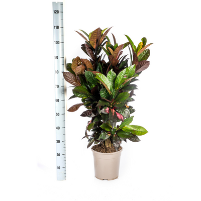 Codiaeum 'Croton' Iceton mit Korb Ø24cm - ↕80-100cm