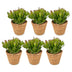 6x Crassula Ovata - Geldbaum - Grün - Sukkulente/Kaktus - incl. mand - Ø12cm Bild 2