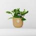Scindapsus Marble Queen Kletterpflanze im gelben Topf Bild 6