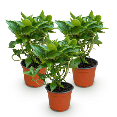 3x Blaue Hortensie 'Macrophylla Blau' - Winterhart, 20-30cm, Topf 12cm