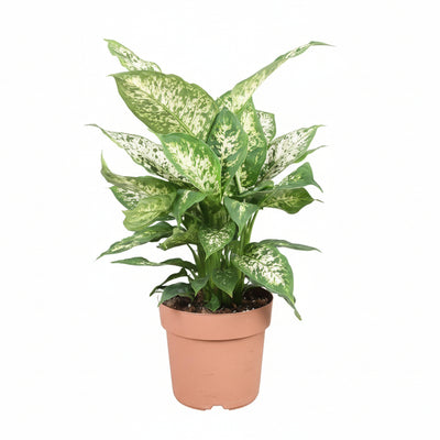 Dieffenbachia Compacta Ø17cm - ↕45cm - Dekorative Zimmerpflanze