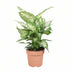Dieffenbachia Compacta Ø17cm - ↕45cm - Decorative Houseplant Bild 1