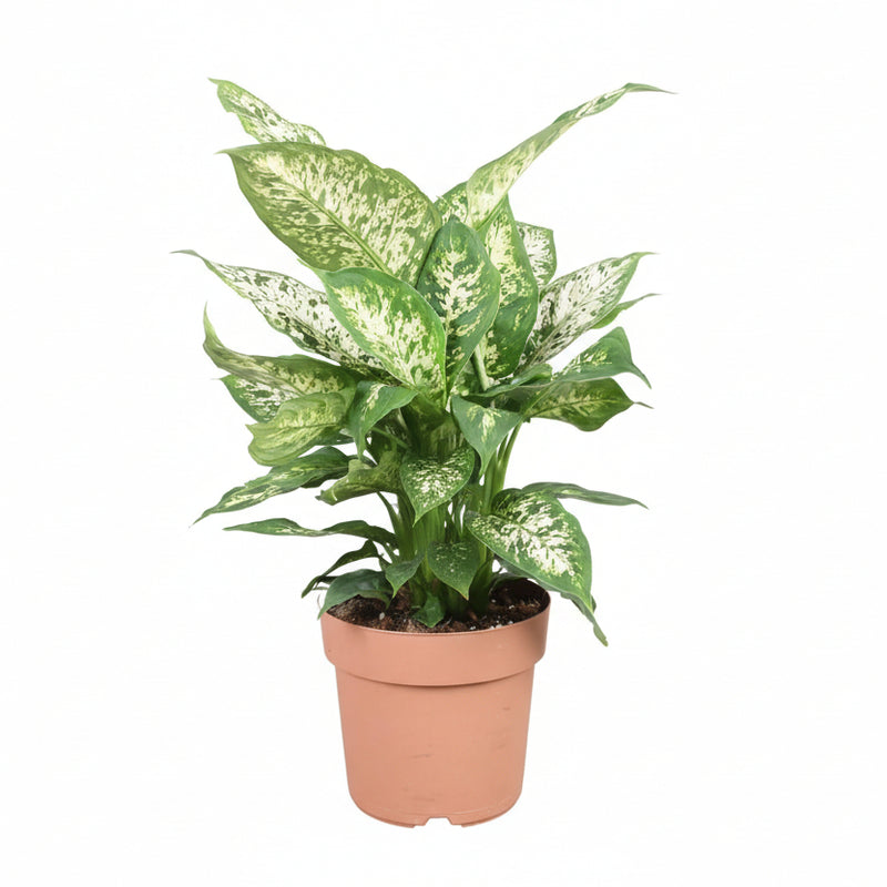Dieffenbachia Compacta Ø17cm - ↕45cm - Decorative Houseplant