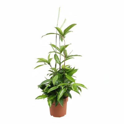 Dracaena Surculosa Ø17cm ↕55cm - Luftreinigender Dragontree