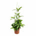 Dracaena Surculosa Ø17cm ↕55cm - Luftreinigender Dragontree Bild 1