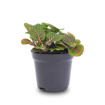 Fittonia Bubble Red Mosaikpflanze – Tropische Schönheit für Ihr Zuhause