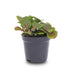 Fittonia Bubble Red Mosaikpflanze – Tropische Schönheit für Ihr Zuhause Bild 1