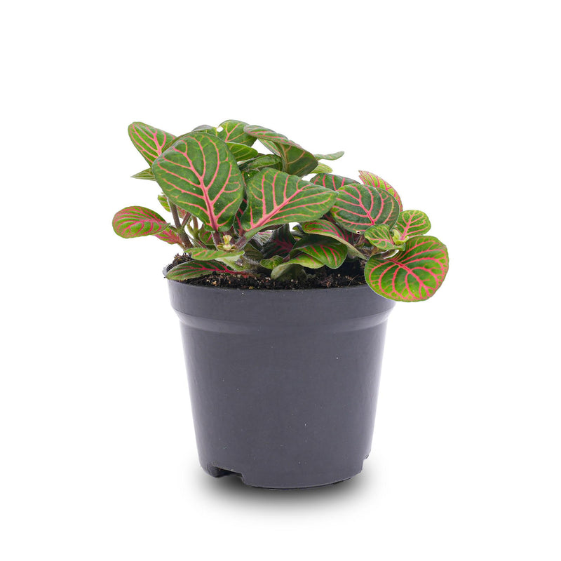 Fittonia Bubble Red Mosaikpflanze – Tropische Schönheit für Ihr Zuhause