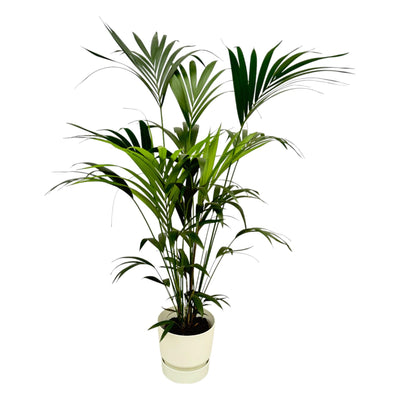 Kentia-Palme mit Elho Topf, 160 cm