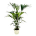 Kentia-Palme mit Elho Topf, 160 cm Bild 1