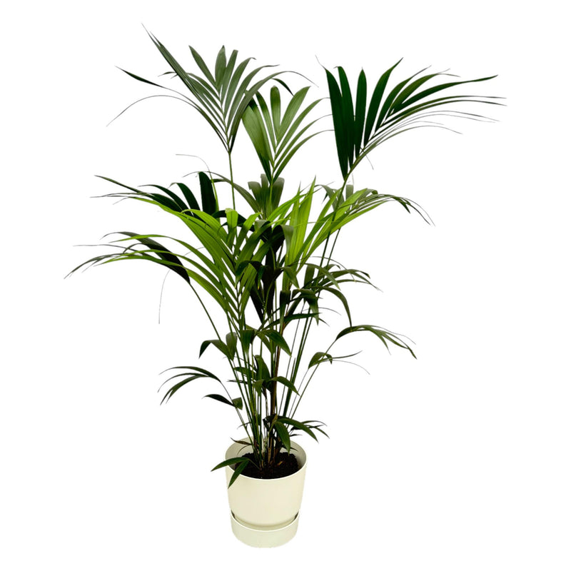 Kentia-Palme mit Elho Topf, 160 cm