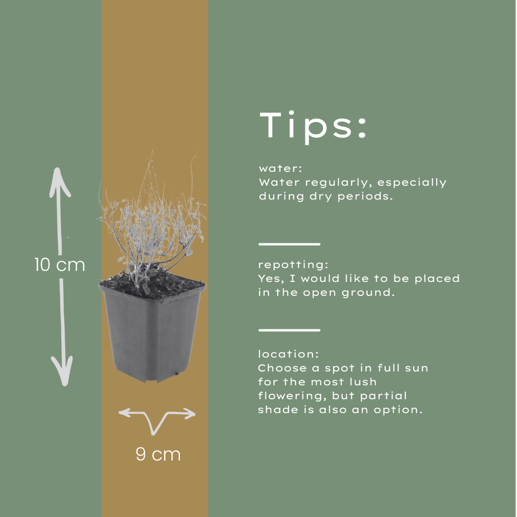 24x Calamintha n. nepeta - ↕10-25cm - Ø9cm