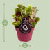 Sarracenia Schlauchpflanze Ø12 cm, 20 cm hoch - Fleischfressende Pflanze Bild 2