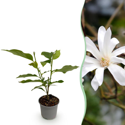 Magnolia stellata 'Weiß' - Pflegeleicht & Blühend - Topf 12cm