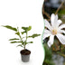 Magnolia stellata 'Weiß' - Pflegeleicht & Blühend - Topf 12cm Bild 1