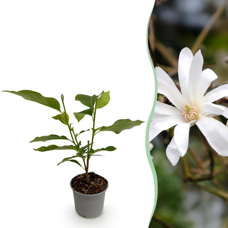 Magnolia stellata 'Weiß' - Pflegeleicht & Blühend - Topf 12cm