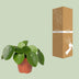 Pilea Peperomioides: Pancake Plant, Easy Care & Air Purifying Bild 4