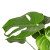 Monstera Deliciosa Tauerii Ø19cm - ↕70 - 90cm Bild 5