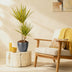 Dracaena Sunray (Drachenbaum) mit Topf, 90-100cm, Pflegeleicht Bild 5