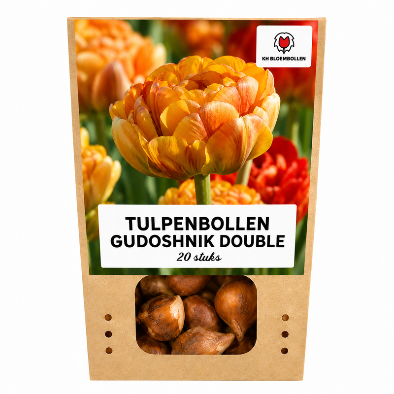 Tulpenzwiebeln Gudoshnik Double – 20 Stück | KH Bloembollen® | Gelbe, orange und rote gefüllte Tulpen – Pfingstrosenartig & farbenfroh – Für Garten oder Topf – Größe 11/12 – Frisch vom Züchter