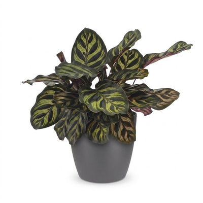 Green boutiQ - Calathea Makoyana - Pfauenpflanze - 1 Plant - met Potter Grijs - Pot 12cm - Hoogte - 25cm