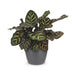 Green boutiQ - Calathea Makoyana - Pfauenpflanze - 1 Plant - met Potter Grijs - Pot 12cm - Hoogte - 25cm Bild 2