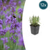 12x Lavendel 'Munstead' - 10-25cm Höhe, Ø9cm Topf Bild 1