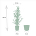 Zimmerpflanzen-Set: Ficus Benjamina Danielle, Twilight & Microcarpa Moclame Bild 4
