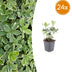 24x Pachysandra term. 'Variegata' Bodendecker, 10-25cm Bild 1