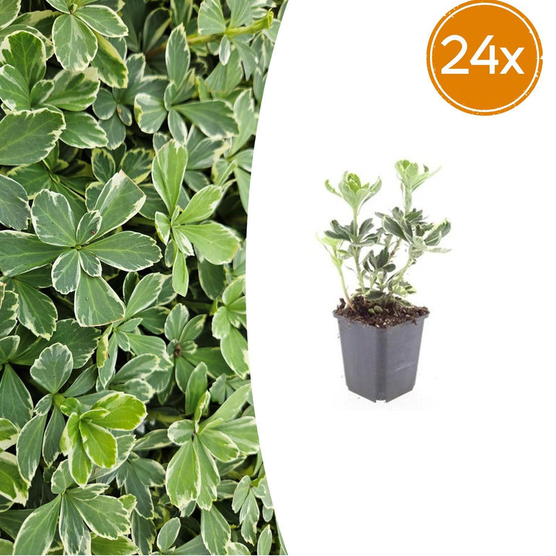 24x Pachysandra term. 'Variegata' Bodendecker, 10-25cm