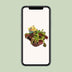 Venusfliegenfalle Dionaea Muscipula Ø12cm, Höhe 12cm Bild 5
